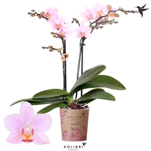 Phalaenopsis Multifloratypes overig roze