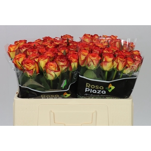 Rosa Gr Firefox