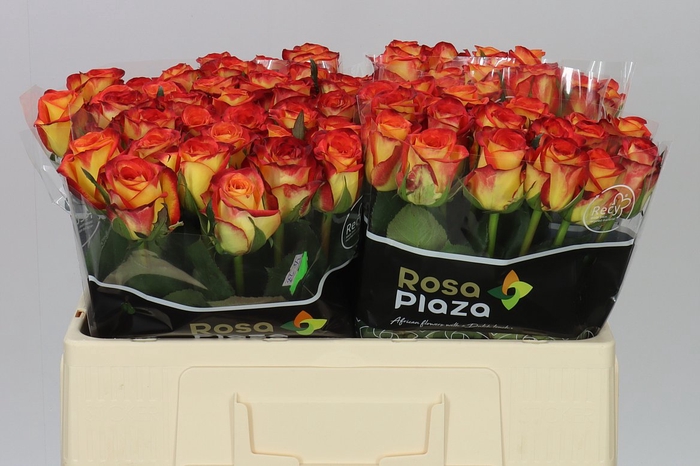 <h4>Rosa Gr Firefox</h4>