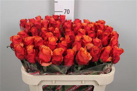 <h4>R Gr Espana</h4>