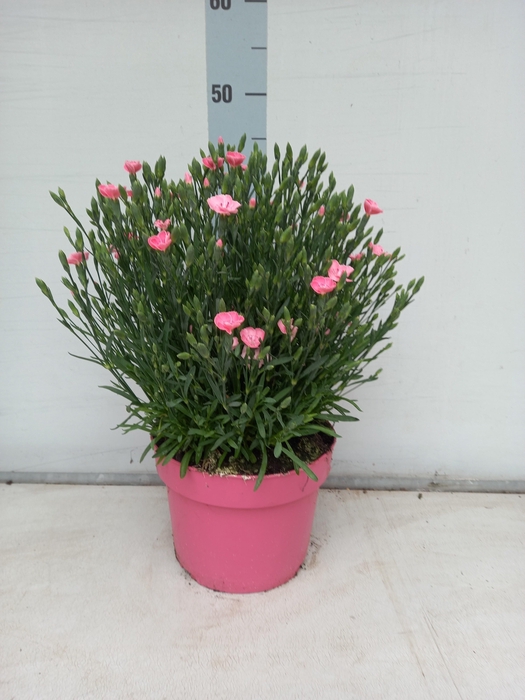 <h4>DIAN DI PEACH PARTY</h4>