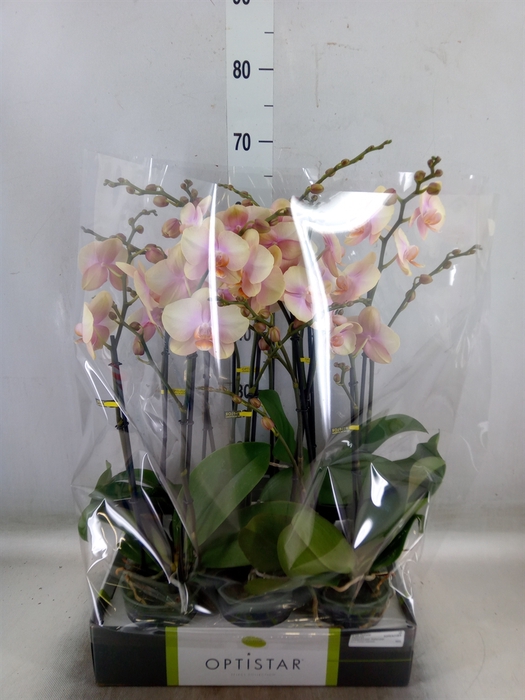 <h4>Phalaenopsis   ...orange</h4>