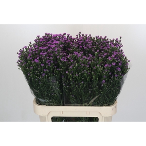 Aster Baby Pink