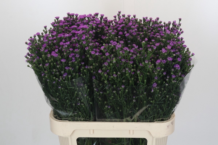 <h4>Aster Baby Pink</h4>