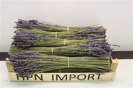 <h4>Decoratiegroen   .../bos</h4>