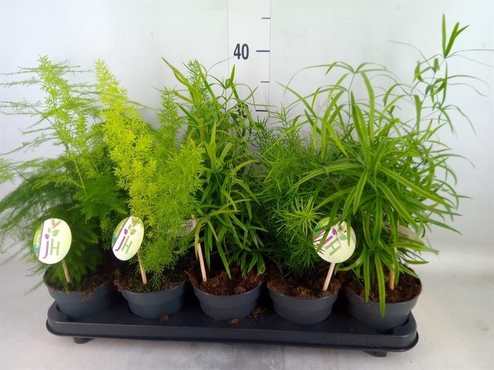 <h4>Asparagus   ...mix</h4>