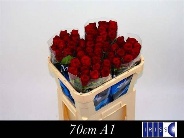 <h4>R GR RED NAOMI!</h4>