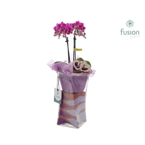 Glazen Twistervaas met Phalaenopsis