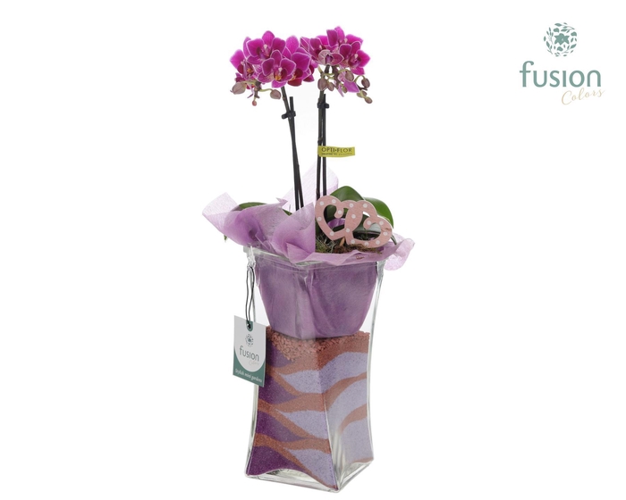<h4>Glazen Twistervaas met Phalaenopsis</h4>