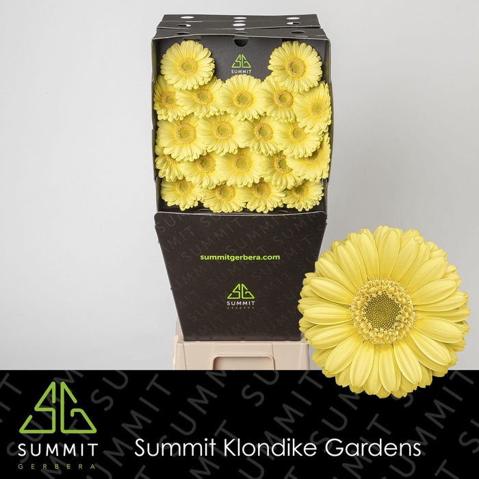 <h4>Germini Lemon Ice Diamond</h4>