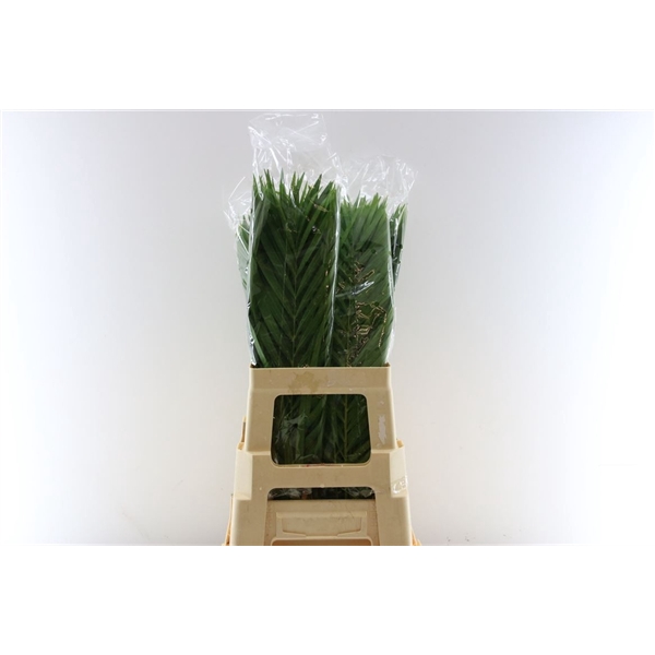 <h4>Cane Palm 60cm</h4>