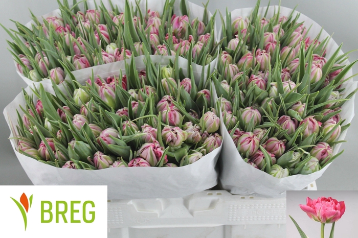 <h4>TU DU FLASH POINT</h4>