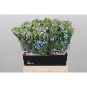 Oxypetalum Tweedia Blue