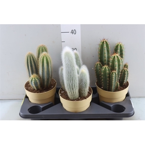 Cactus Bol Gemengd