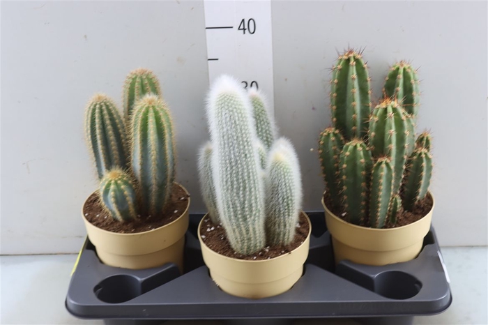 <h4>Cactus Bol Gemengd</h4>