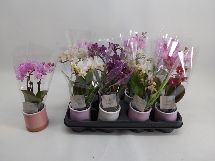 <h4>PHAL MINI</h4>