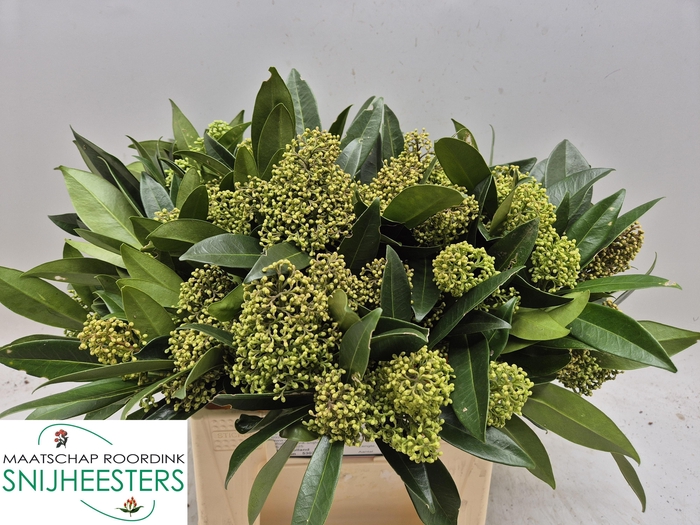 <h4>SKIM C KEW GREEN BS</h4>