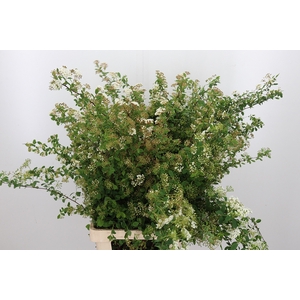 Spiraea Snowmoun