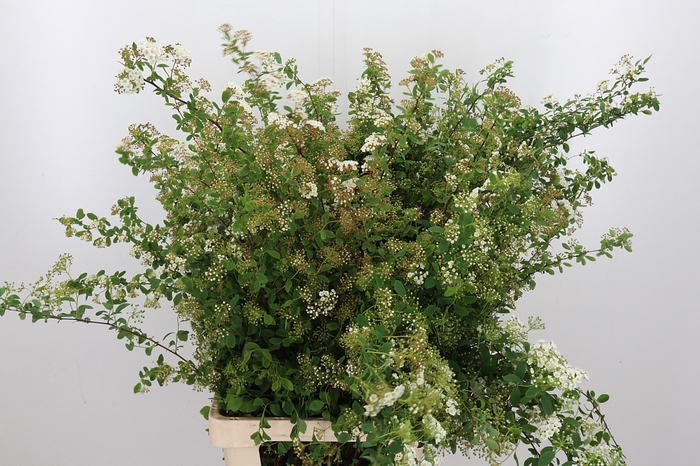 Spiraea Snowmoun