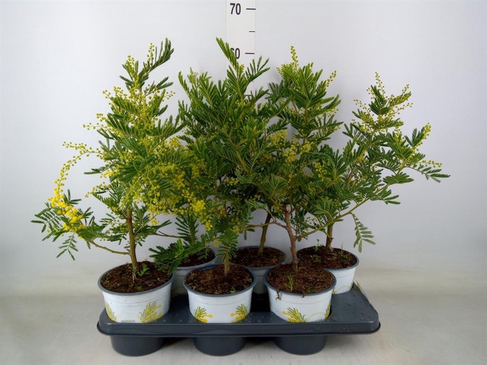 <h4>Acacia paradoxa</h4>