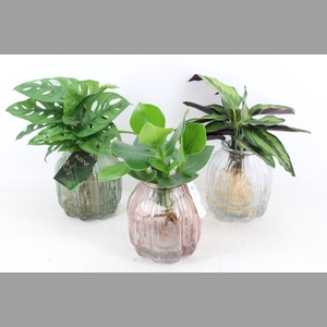 arr3 VD - Florence glas x3