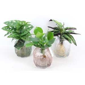 arr3 VD - Florence glas x3