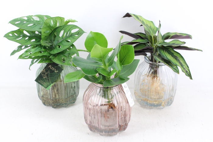 <h4>arr3 VD - Florence glas x3</h4>