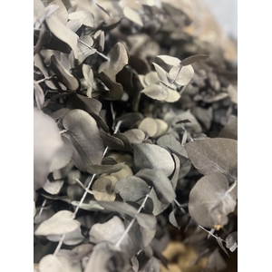 GESTABILISEERD EUC STUARTIANA GRIJS