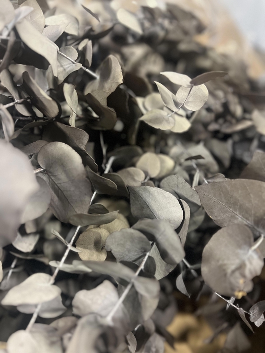 <h4>GESTABILISEERD EUC STUARTIANA GRIJS</h4>