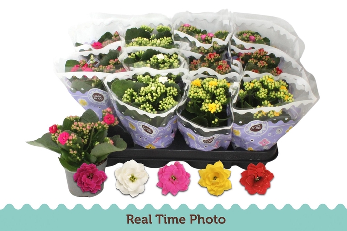 <h4>KAL GE GEM 5 KL</h4>