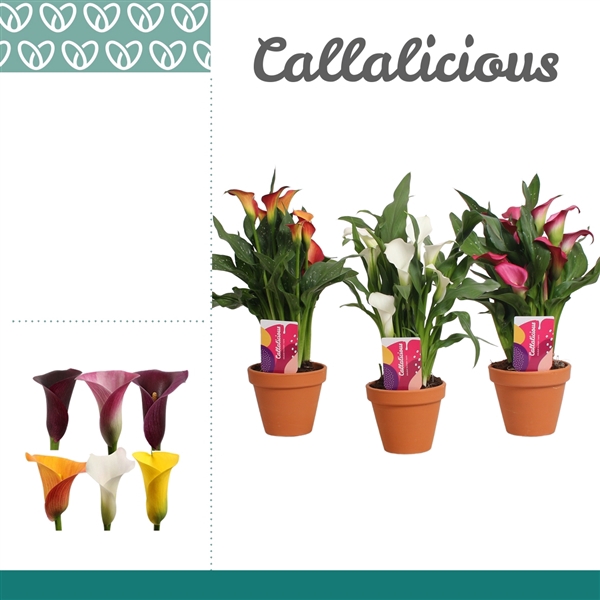 <h4>Zantedeschia Mix in Terracotta Steen</h4>