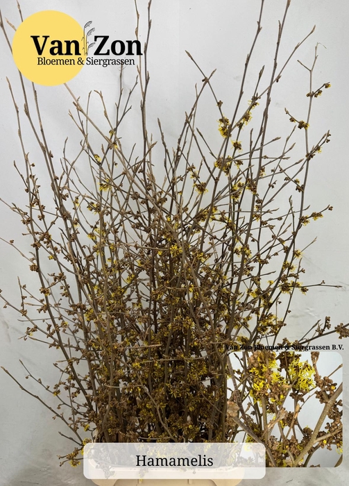 <h4>HAMA PALLIDA</h4>