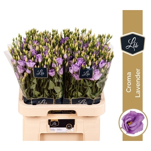 Eus G Croma Lavender