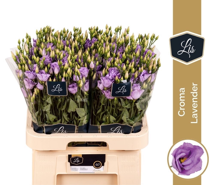 <h4>Eus G Croma Lavender</h4>