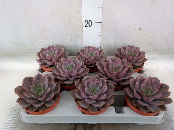 <h4>Echeveria   ...</h4>
