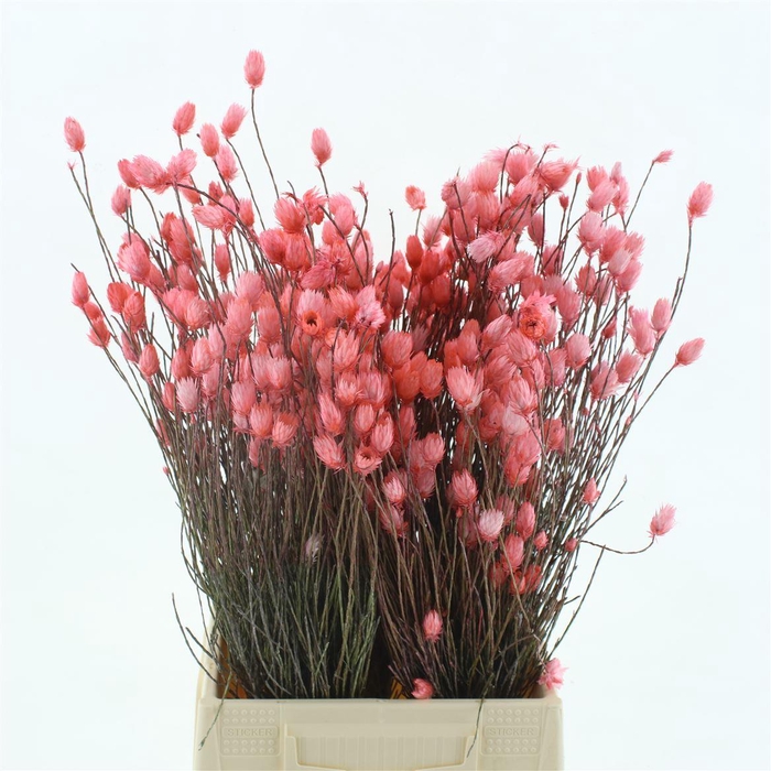<h4>Kaaps Everlasting Coral</h4>