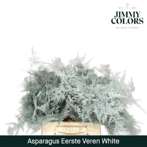 Aspa 1ste veren White