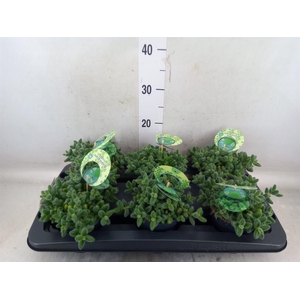 Delosperma echinatum