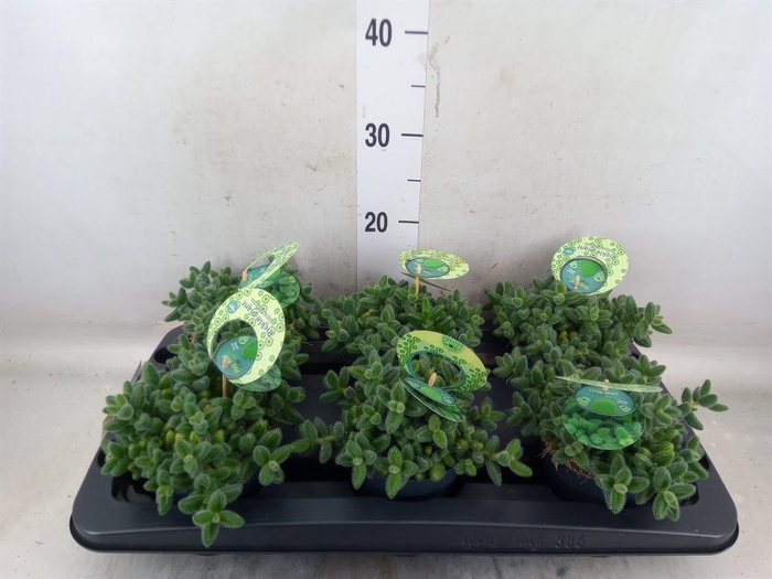 <h4>Delosperma echinatum</h4>