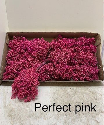 <h4>Pepperberry Pink Pale</h4>