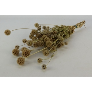 Bunch Scabiosa Wild Slv 100g L50