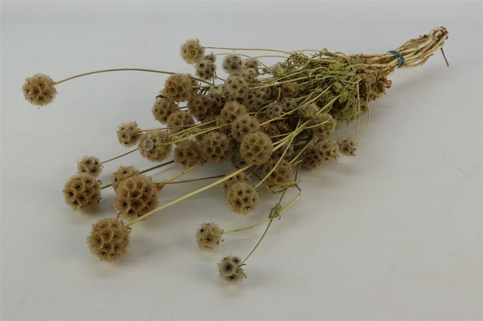 Bunch Scabiosa Wild Slv 100g L50