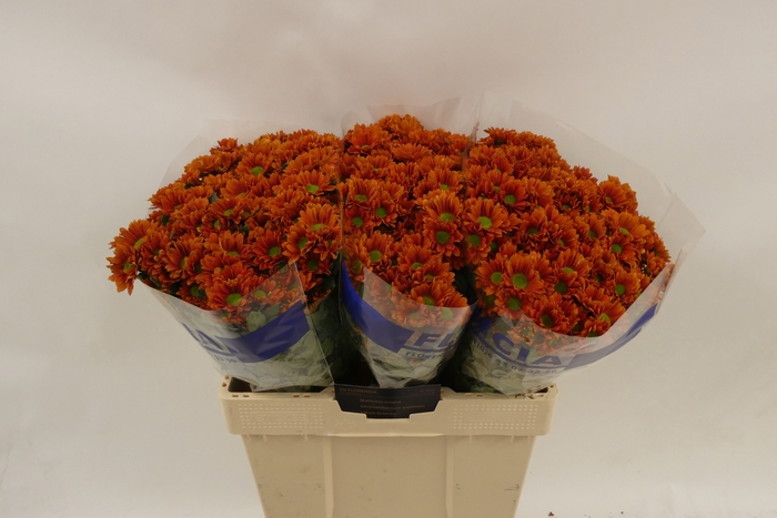 <h4>Chrys sa harley</h4>