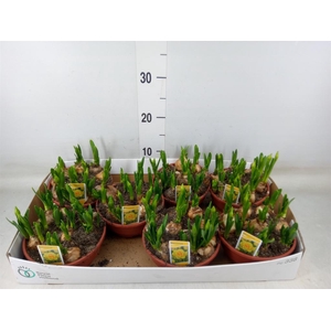 Narcissus DU 'Tete Boucle'