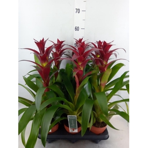 Guzmania  'Nextara'
