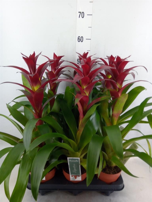 <h4>Guzmania  'Nextara'</h4>