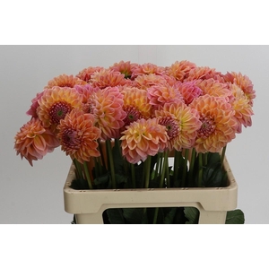 Dahlia Linda's Baby