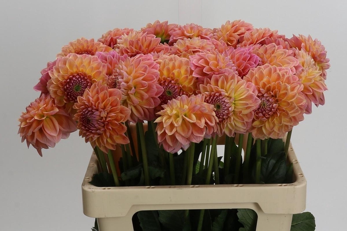 Dahlia Linda's Baby