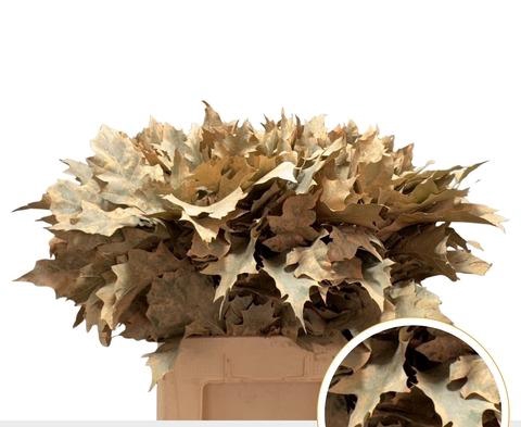 QUERC RUBRA 60CM FROST APRICOT