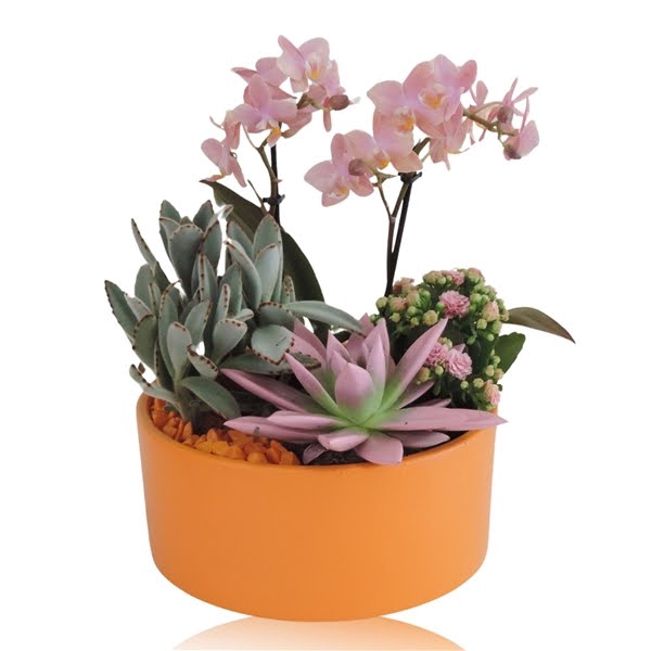 <h4>Arrangement Phalaenopsis 2 tak Keramiek schaal Mat Oranje 22 cm</h4>